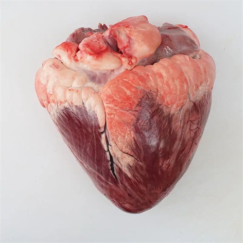48 牛心臟 HEART