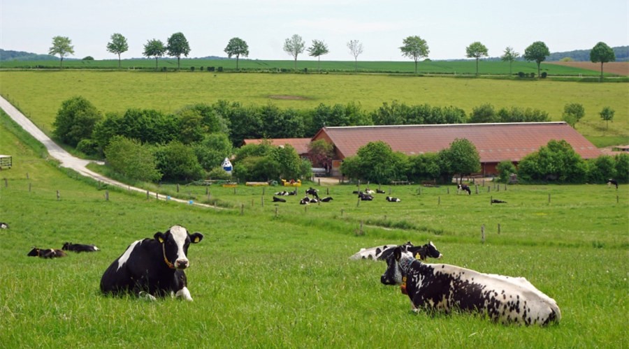 牛羊肉多元化進口：立足國內供給，..